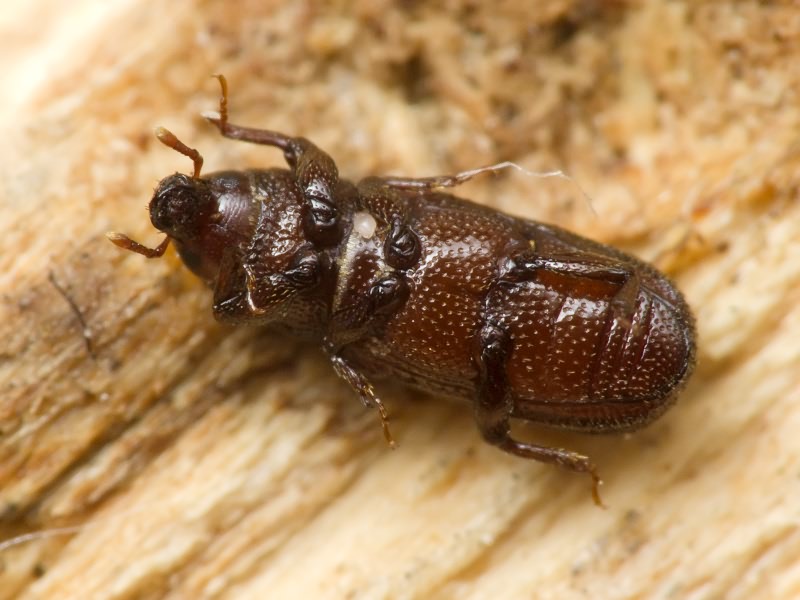 Stereocorynes truncorum (Germar, 1824)